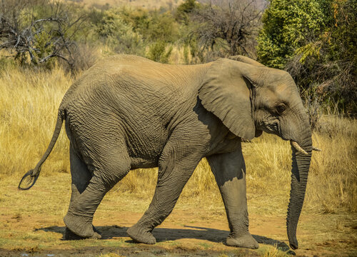 A lone Elephant in musth