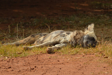 Fototapeta premium A Pack of wild dogs in Kruger National park