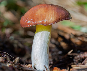 Small white stemmed, brown capped bolete found near Point Reyes, California