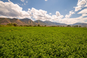 A scenic landscape of green alfalfa fields with a distant mountain range and beneath a cloudy sky.