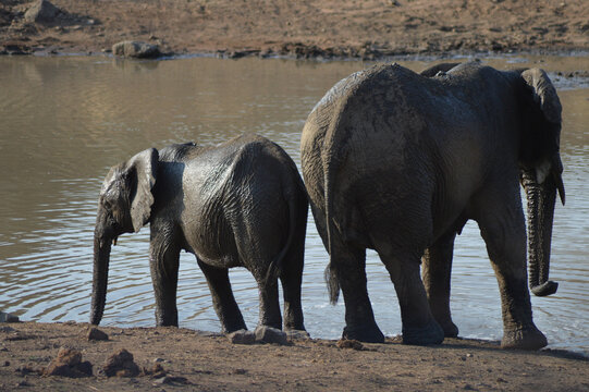 A family of Elephants in Kruger National Park