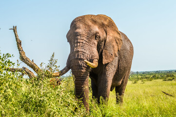 Portrait of a cute male bull Elephant in Kruger national Park