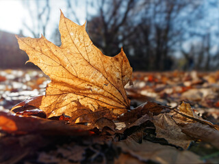 Braunes Herbstblatt am Boden im Gegenlicht, Englischer Garten, München