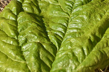 green leaf texture