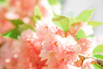 delicate pink sakura flowers and green leaves. delicate spring background.