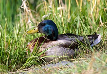 A blue headed Mallard, exceptionally vibrant blue, resting on the ground among wild grasses.