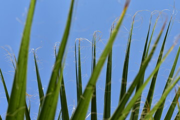 grass against sky