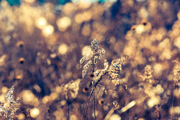 Watercolor-like winter scene with goldenrod and other dried wildflowers in a field 