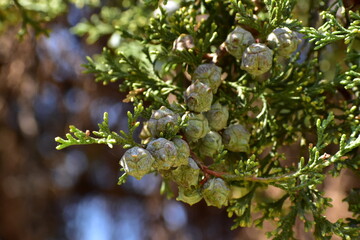 leaves on the tree