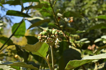blossoming tree in bloom