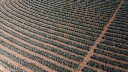 campos de agave azul para tequila