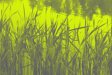 Grass close-up in trendy 2021 new colors. Illuminating Yellow and Ultimate Gray. Color of the Year 2021. Background for poster, postcard, banner