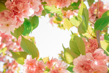 delicate pink sakura flowers and green leaves. delicate spring background, frame of petals.