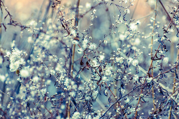 Watercolor-like winter scene with asters and other dried wildflowers in a field 