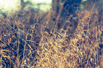 Watercolor-like winter scene with river oats and other dried grasses in a field 