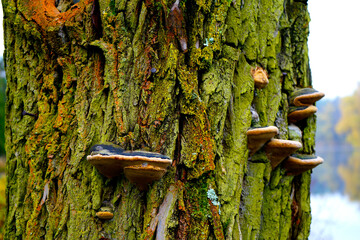 lichen on a tree