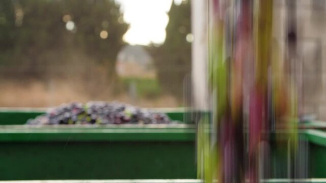 Olive Harvest. Olives Oil Mill Manufacturer. Machine working. Industrial Processing Equipment 05