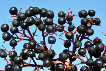 Berries ripe on the black grassy elder (Sambucus ebulus)