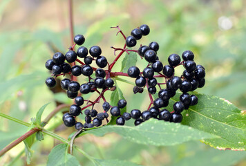 Berries ripe on the black grassy elder (Sambucus ebulus)