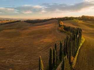 Road in the field with a cypress row at sunset. Drone view.
