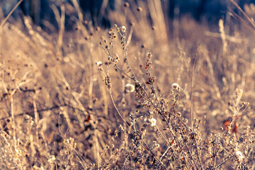 Watercolor-like winter scene with river oats and other dried grasses in a field 