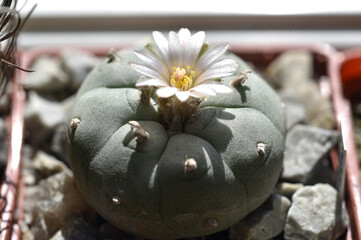 Flowering lophophora williamsii peyot hallucinogenic plant