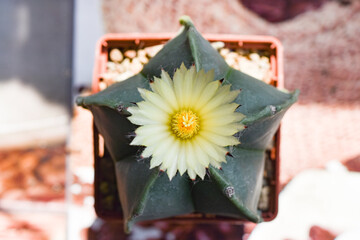 Close up of a flowering cactus - Astrophytum myriostigma