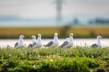 California Gull.(Larus californicus)