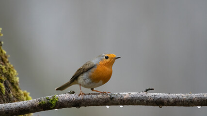 bird, robin, wild lebende tiere, ast, natur, baum, tier, wild, schnabel, rot, winter, singvogel