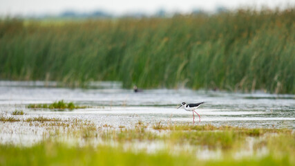 Black-necked Stilt (Himantopus mexicanus)