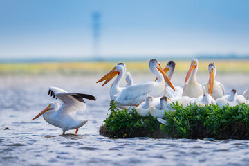 American White Pelican (Pelecanus erythrorhynchos)