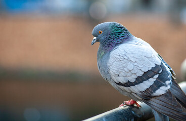 City Pigeon