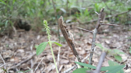 Lizard on a branch at iSimangaliso Wetland Park