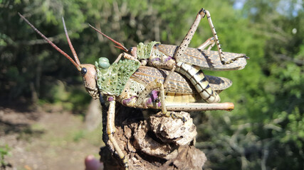 African grasshoppers mating in iSimangaliso Wetland Park