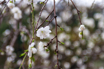 Fototapeta premium 満開の桜、ソメイヨシノ、クローズアップ