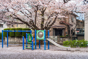 満開の桜と散った花びらに包まれる公園の遊具