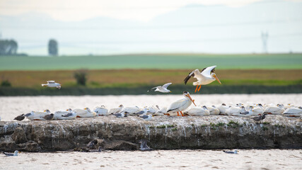 American White Pelican (Pelecanus erythrorhynchos)