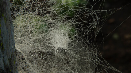 SPIDER WEB FILLED WITH DROPS OF WATER FROM MORNING DEW