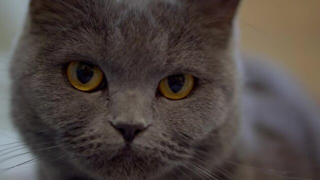 Close up portrait of British gray cat.