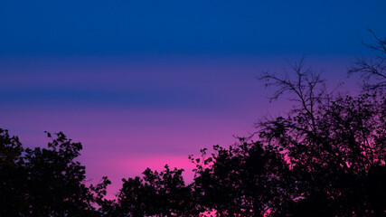 Fototapeta na wymiar Black silhouette trees at sunset with blue and pink sky