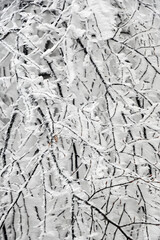 white frozen lichen with ice crystals on the trees