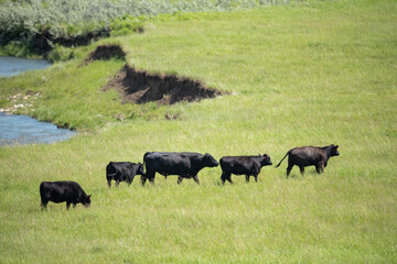 Cattle at pasture