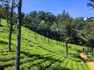 Obraz premium vineyard