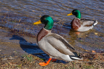 duck in the water