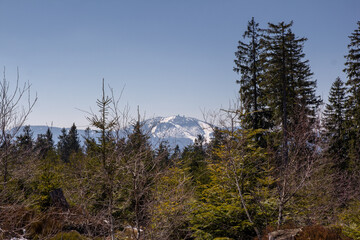 pine forest in the morning