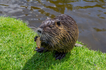 otter on the river