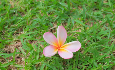 Pink frangipani flower - Close up detail of frangipani flower blooming against grass background