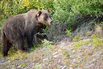  Grizzly Bear (Ursus arctos horribilis)