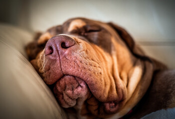 Portrait of a dog, French Mastiff