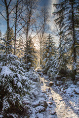 snow covered branches